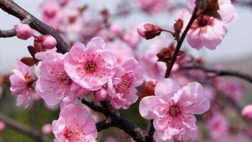 诗词: 红梅花